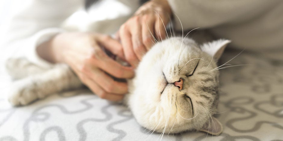 Dermatite em gatos Saiba como prevenir e tratar a dermatite em gatos. Gato recebendo carinhos do seu dono.