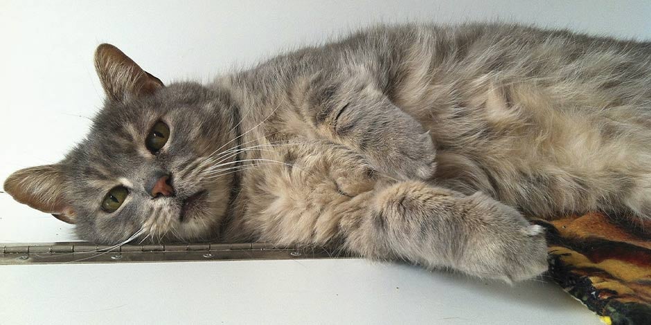Gato constipado Gato constipado e desconfortável
