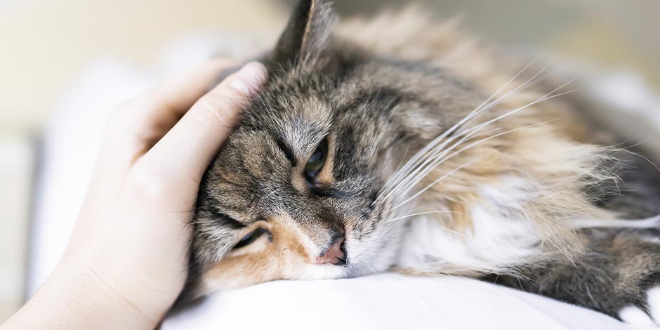 Pancreatite em gatos Alguns felinos podem apresentar pancreatite em gatos. Gatinho doente.