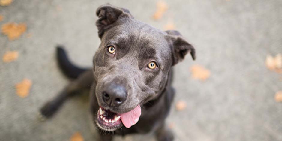 Cachorro pode comer iogurte grego Cachorro pode comer iogurte grego? Cachorro sentado olhando para a câmera