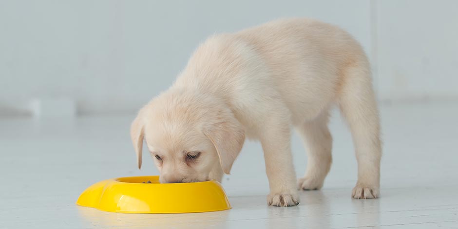 Cachorro pode comer milho Cachorro pode comer milho? Cachorro comendo de uma tigela.