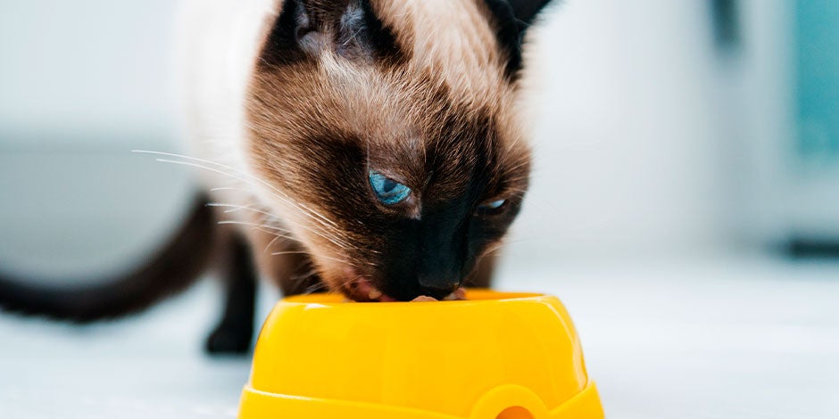 Comida para gatos castrados Gato siamês comendo comida para gatos castrados.