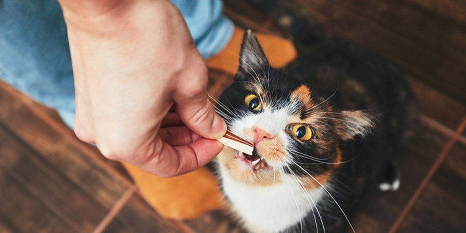 Frutas que gatos podem comer Frutas que gatos podem comer. Pet recebendo um petisco