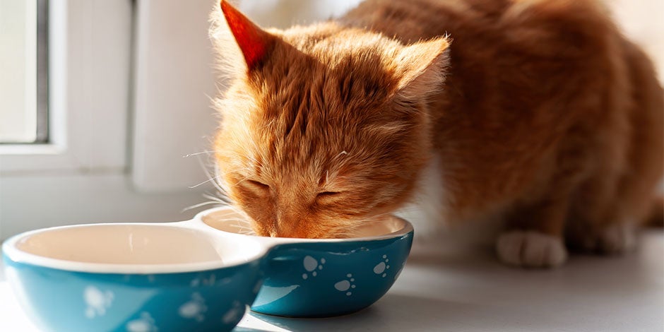 Gato pode comer aveia Gato pode comer aveia. Gato comendo aveia em uma tigela.
