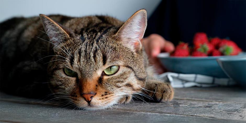 Gato pode comer morango Gato pode comer morango. Morangos