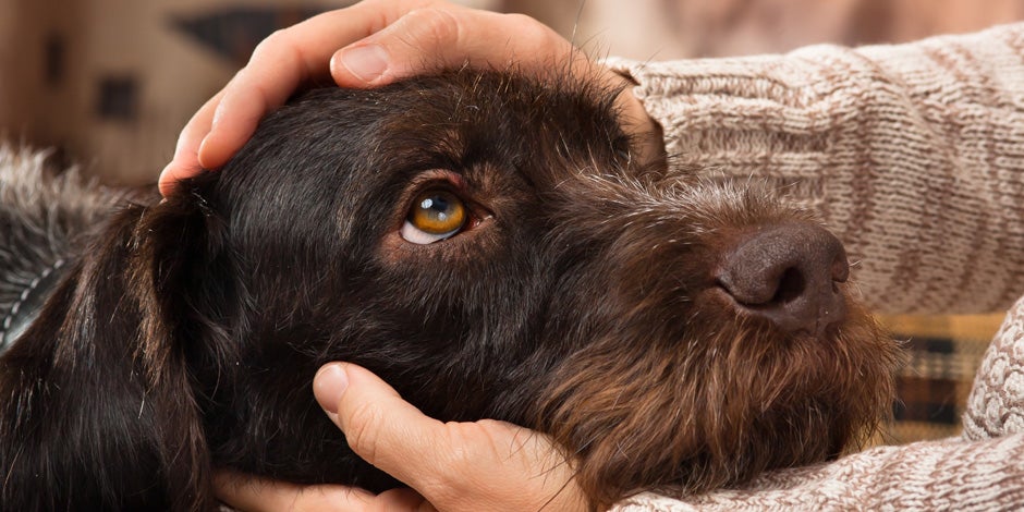 Cachorro com indigestão Indigestão em cães: cachorro com indigestão recebendo carinhos do seu tutor.
