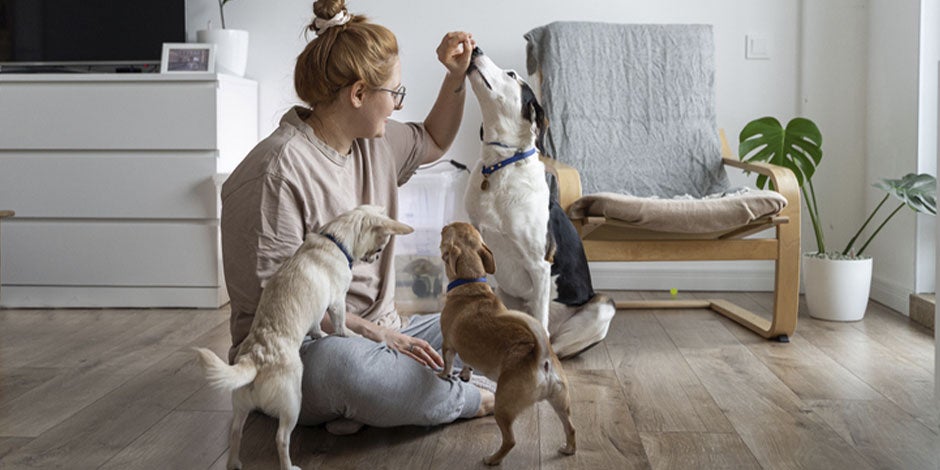 Cachorro pode comer doce Tutora oferecen petiscos aos seus pets. Cachorro pode comer doce?