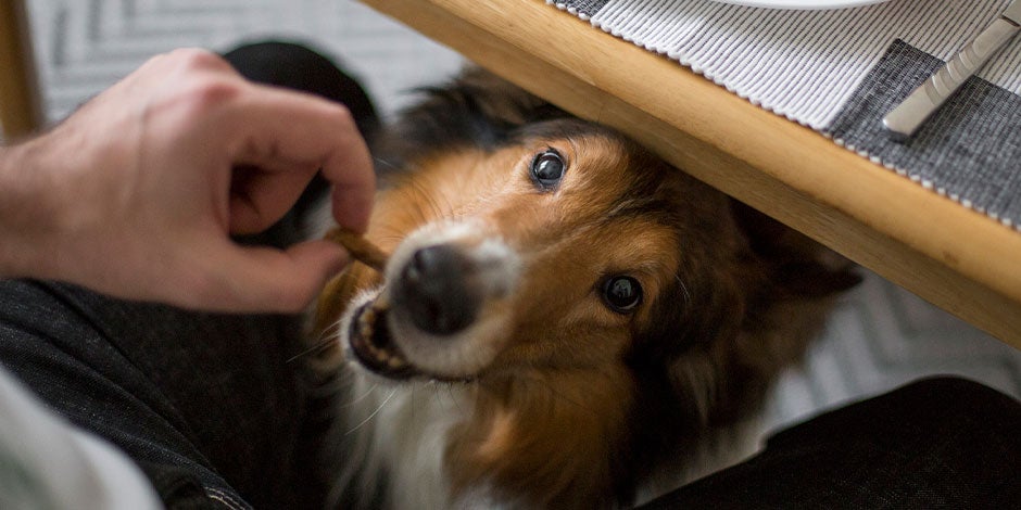 Carboidratos para cachorro - Tutor Tutor de pet lhe oferecendo carboidratos para cachorro.