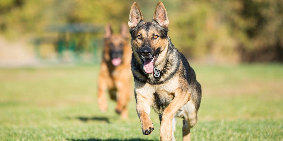 Complexo B para cães Cachorro correndo, graças à energia que obtêm das vitaminas do complexo B.