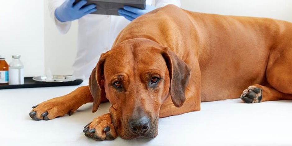 Por que o estômago do cão faz barulho Por que o estômago do cão faz barulho? Veja se ele está com desconforto como na foto e leve-o ao veterinário.