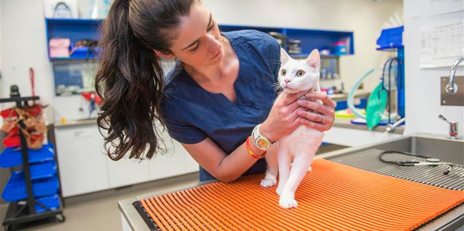 Problemas digestivos em gatos Problemas digestivos em gatos: felino branco sendo revisado por uma veterinária.
