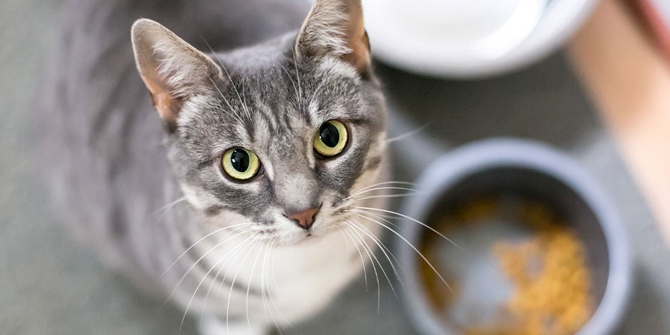 Ração para gato com problema renal Bichinho sentado perto da sua tigela com ração para gato com problema renal