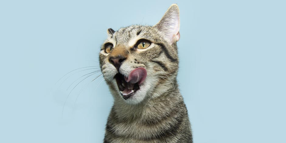 Taurina para gatos A taurina para gatos contribui com seu bem-estar. Bichinho se lambendo.