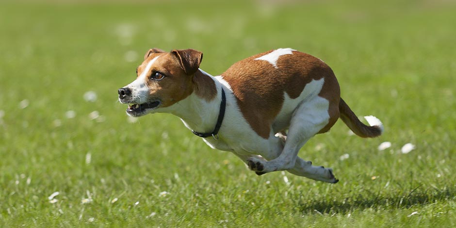 Vitamina K para cachorros A vitamina K para cães ajuda no fortalecimento dos ossos. Jack Russell correndo.
