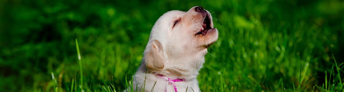Cachorro uivando  Cachorro uivando. Cachorro auivando
