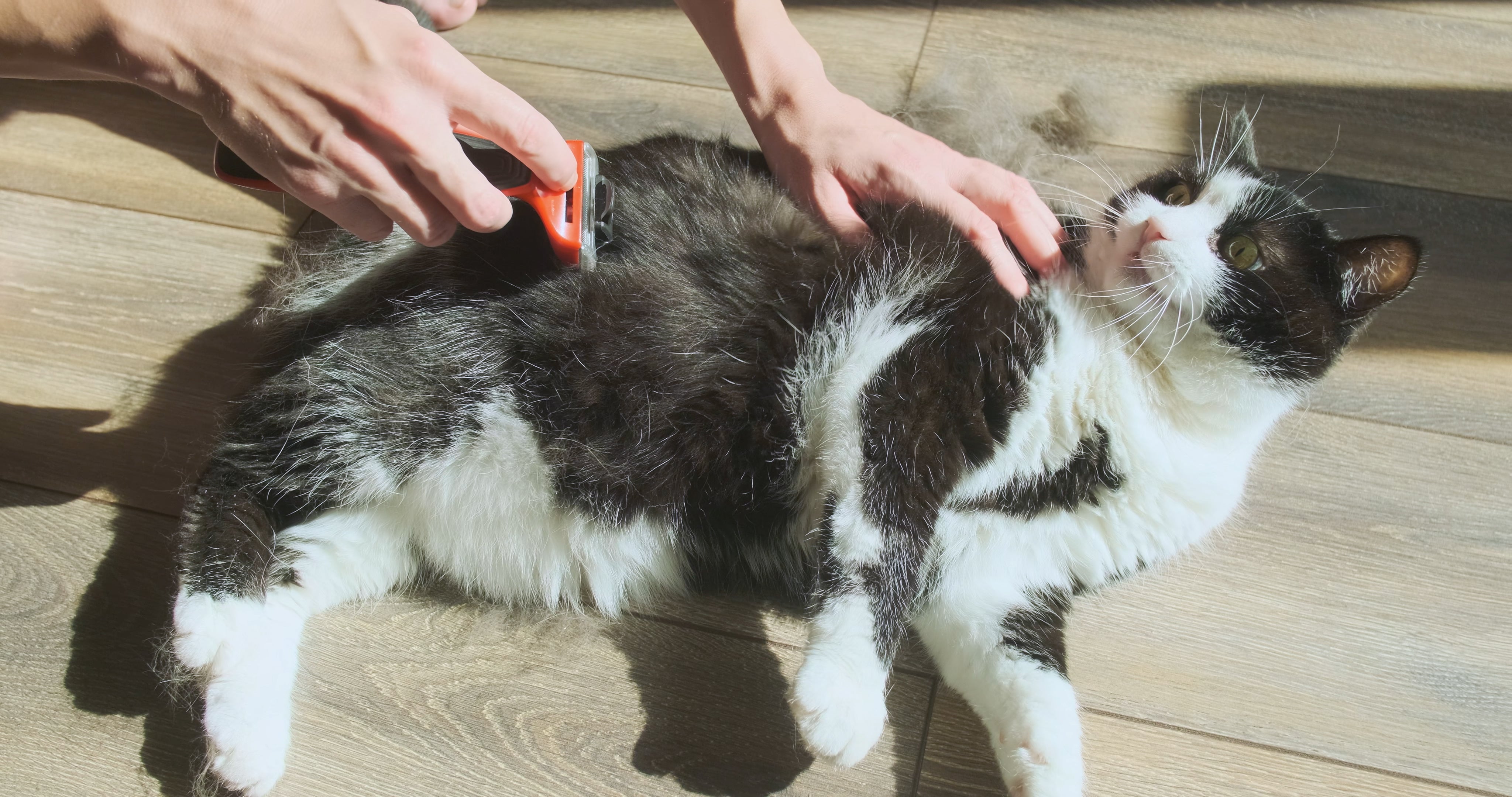 Gato preto e branco deitado tomando sol enquanto pessoa escova seus pelos