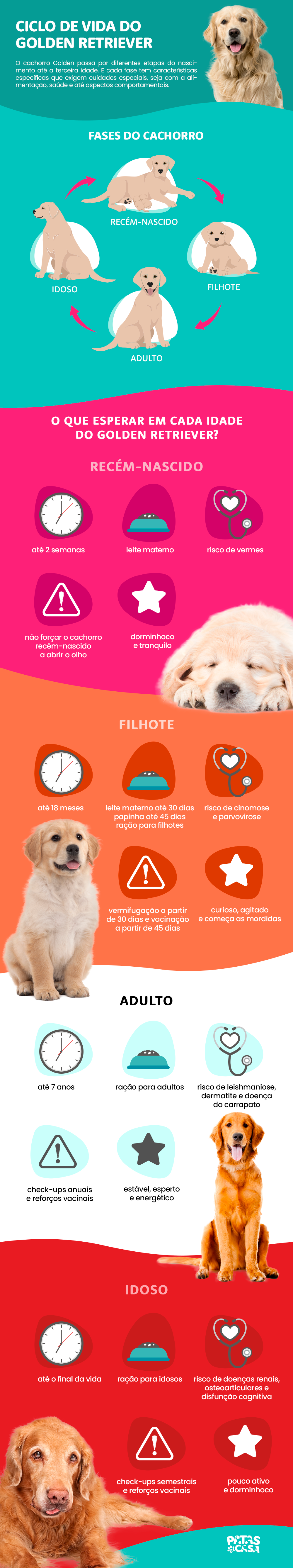 Bloco informativo mostrando o ciclo de vida do Golden Retriever
