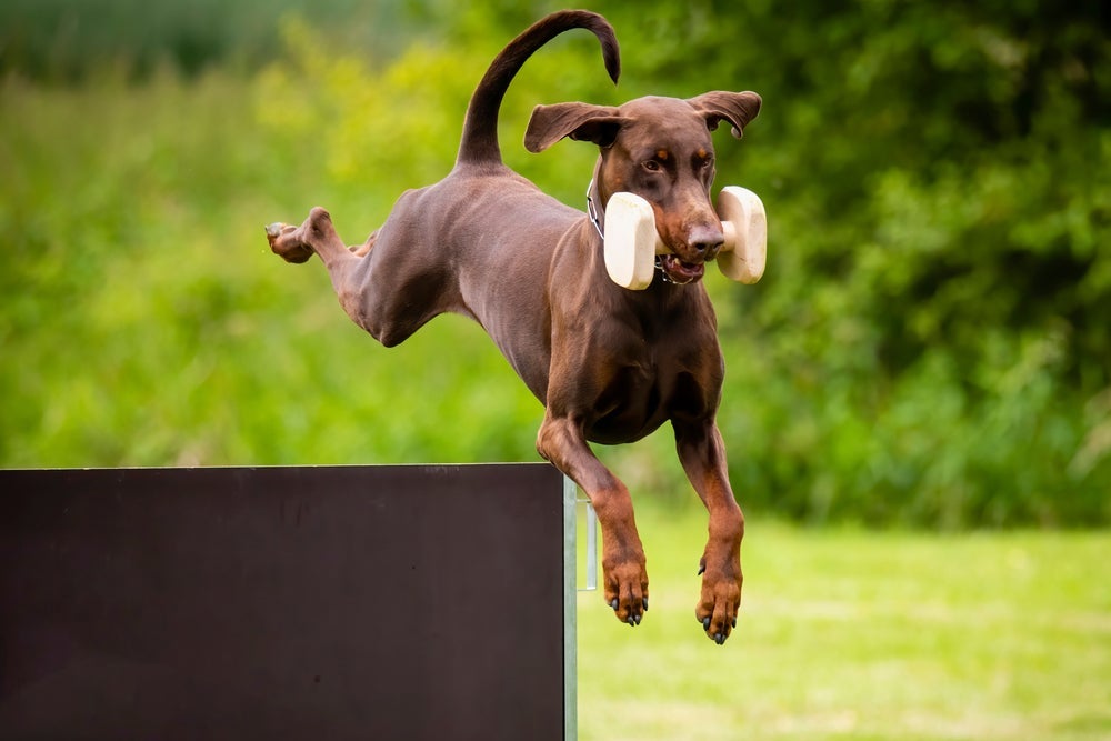 Doberman marrom mordendo um peso enquanto pula sob obstáculo