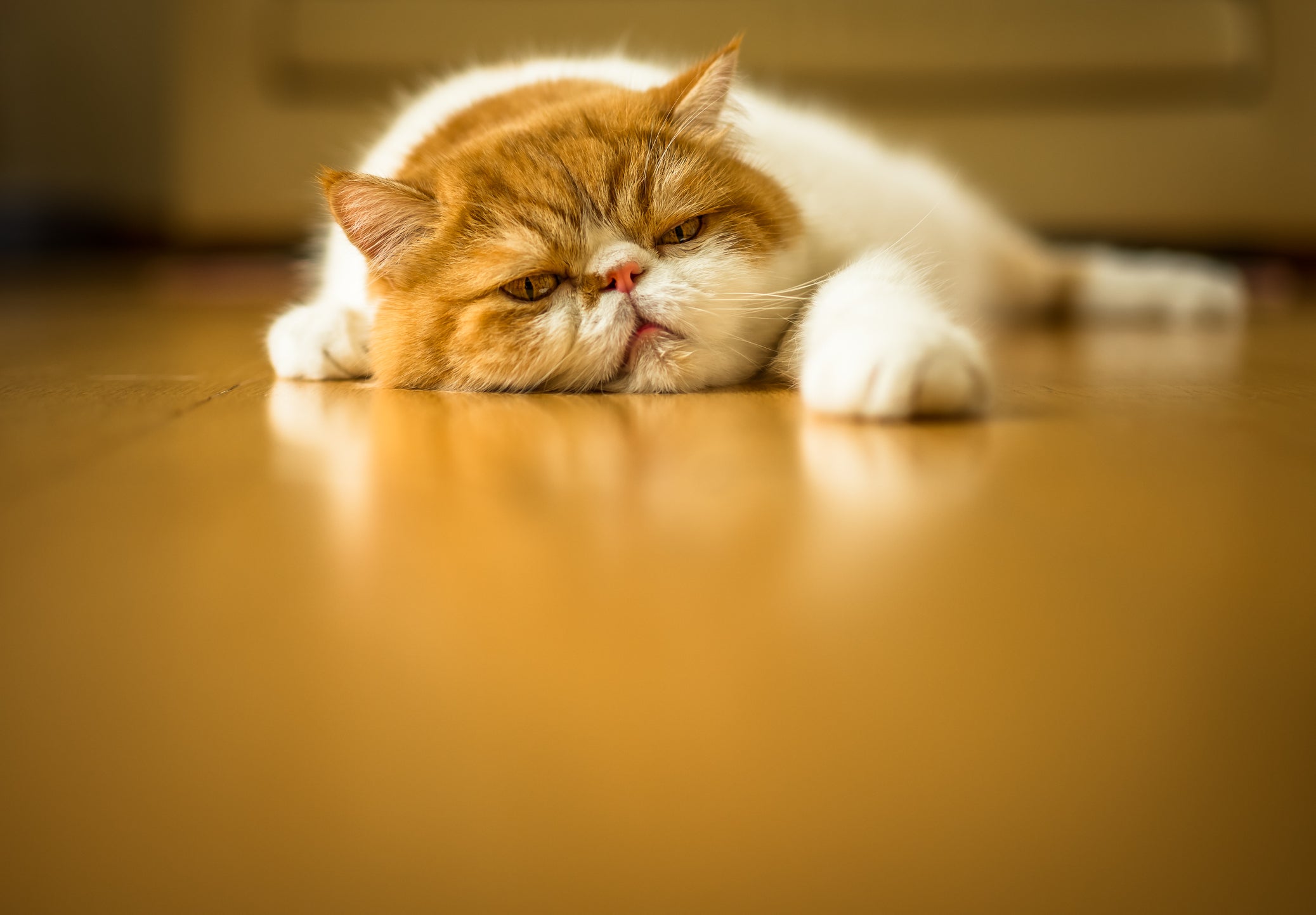 gato persa deitado de barriga para baixo no chão