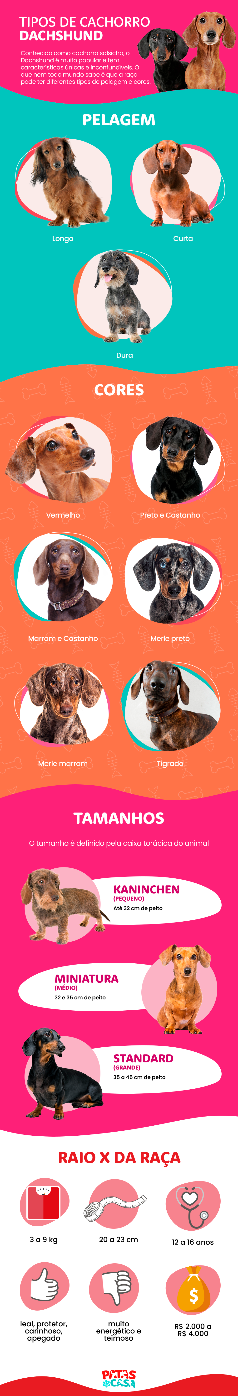 Bloco informativo mostrando quais são os tipos de Dachshund conforme a pelagem, cor e tamanho